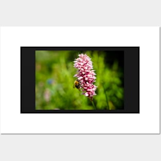 Beautiful Pink Flower With A Bee Pollinating And Green Background Posters and Art